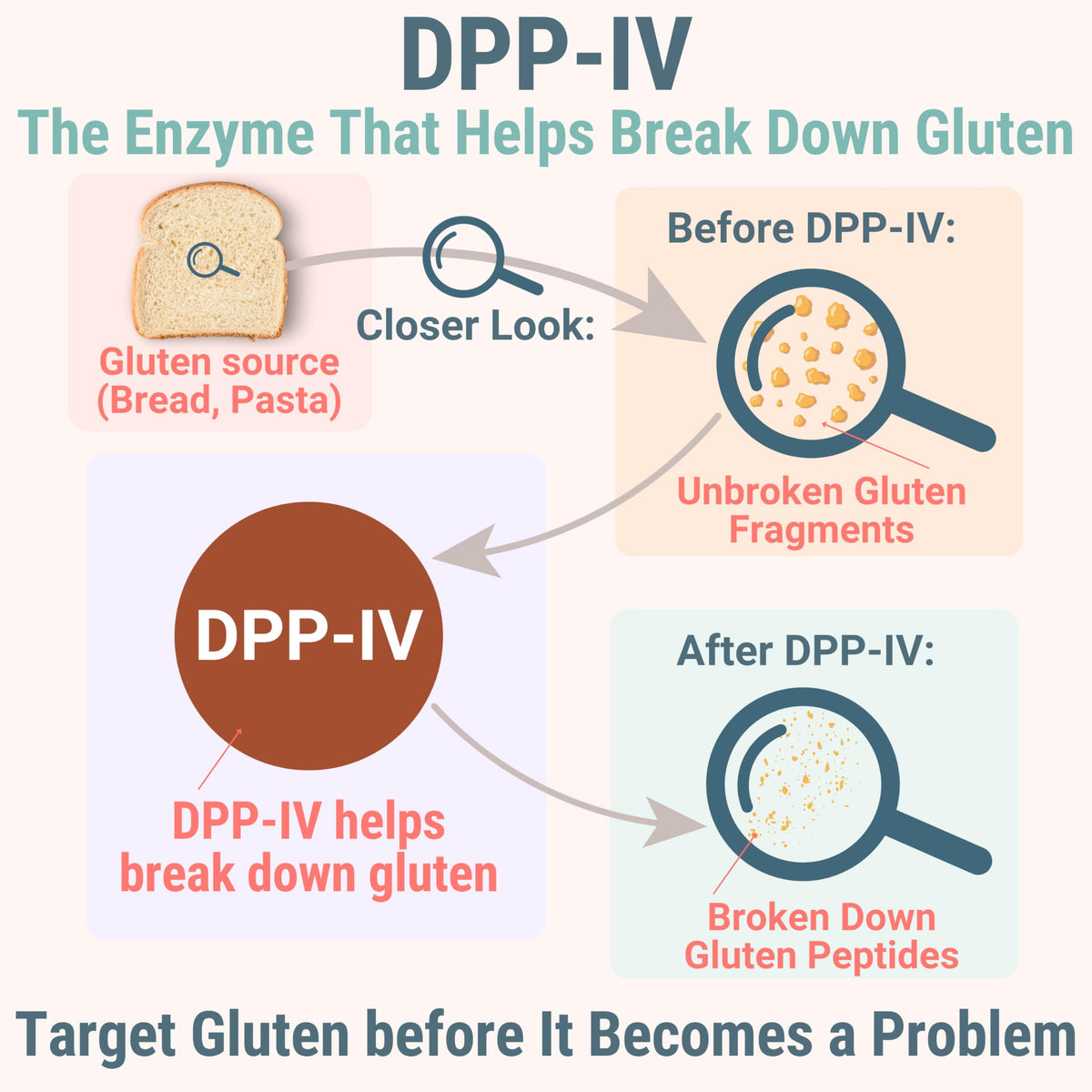 Gluten & Lactase Digestive Enzyme Gummies C637